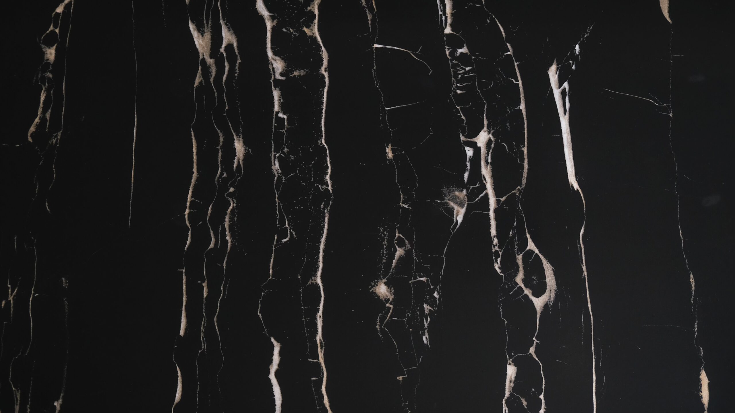 black puma - Image 2